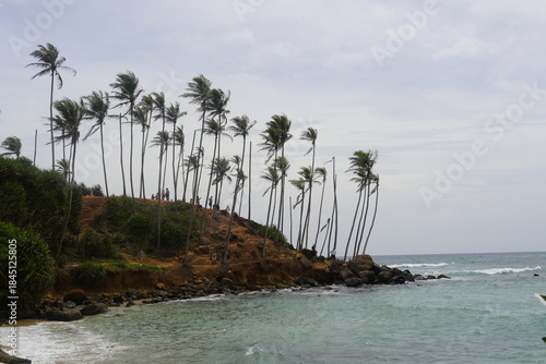 Wallpaper Mural Tropical Palm Trees Overlooking Turquoise Ocean in Sri Lanka Torontodigital.ca