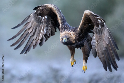 Golden eagle close-up in flight, frosty forest background