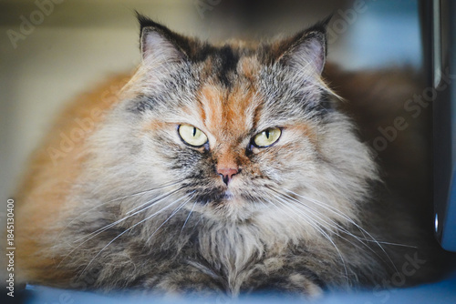 cat in the room with dramatic tone