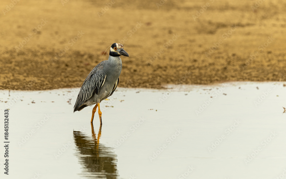 Fototapeta premium Krabbenreiher (Nyctanassa violacea, Syn.: Nycticorax violaceus)