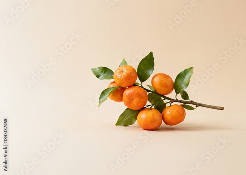 감귤, 제주도 감귤, 노지감귤, 신선하다, 농장체험, 감귤농장, 잎, 따다, 과일류 