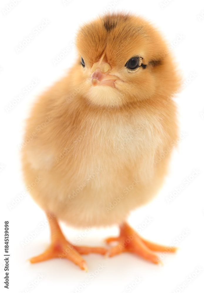 Obraz premium Cute fluffy brown chicken or chick isolated on white