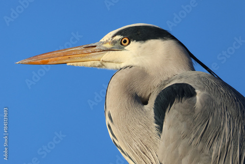 A head shot of a Grey Heron, Ardea cinerea.