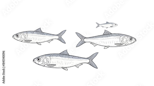 Three Realistic Sardines Swimming Together in a School on a White Background