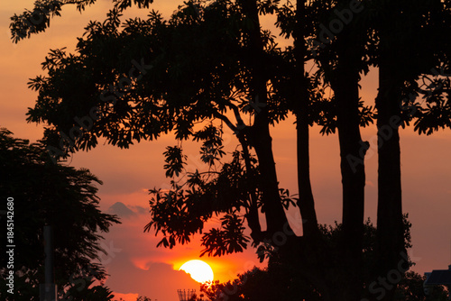 sunset over the forest 