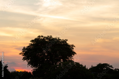 sunset over the forest 