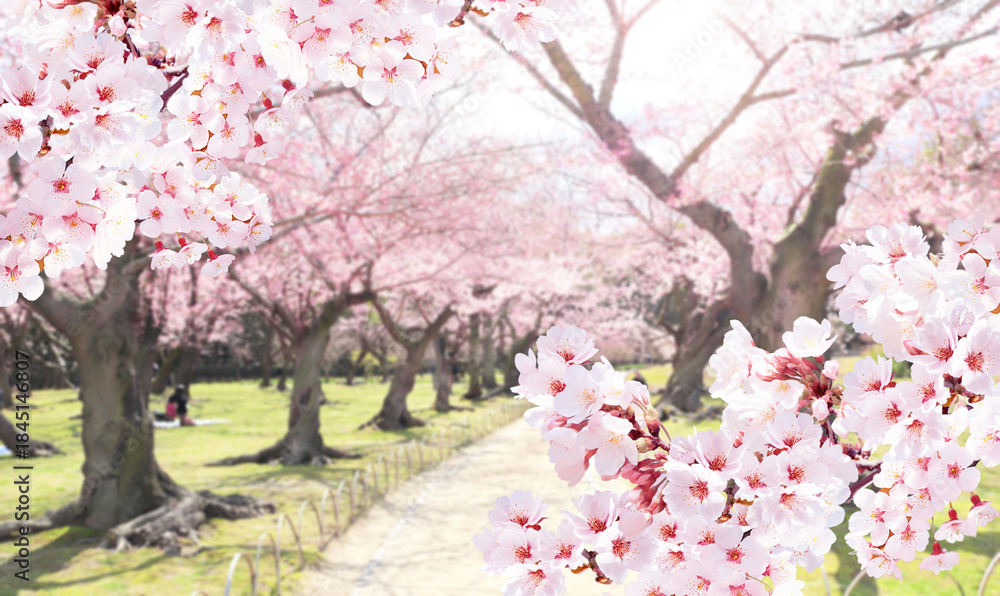 Fototapeta premium Alley with blooming sakura trees in garden, Okayama, Japan. Japanese hanami festival. Cherry blossoming season in Japan. Beautiful nature spring scene with strolling path and branch of blooming sakura