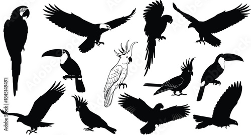 Collection of Tropical Birds and Eagle Silhouettes Vector Set, Macaw Parrot, Toucan, Cockatoo, and Flying Birds of Prey Wildlife Graphic