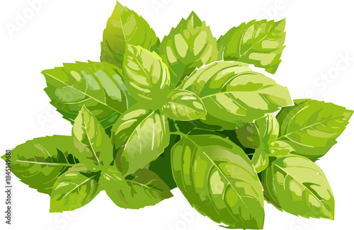 High quality digital graphic of organic mint or basil leaves representing natural wellness and clean eating habits for educational culinary workshops and blogs.