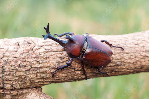 Kabutomushi dark brown red Japanese rhinoceros beetle - Trypoxylus dichotomus, Allomyrina dichotoma on tree branch of natural field.