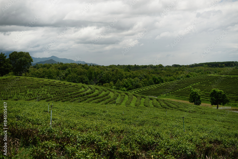 Fototapeta premium Scenic tea plantation landscape with neatly arranged tea plants and irrigation systems, highlighting organic agriculture and natural countryside beauty
