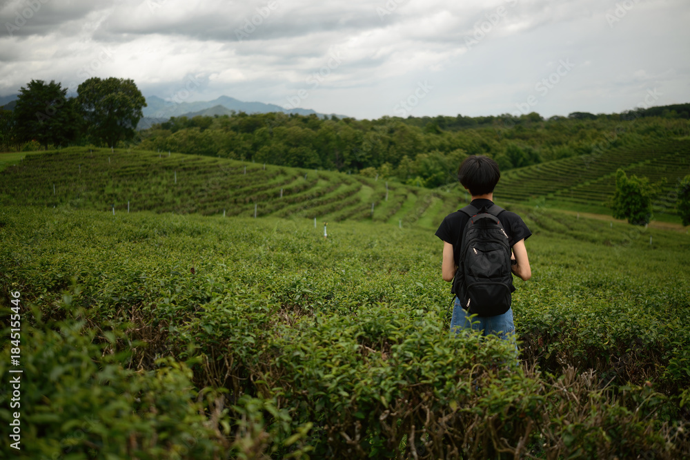 Fototapeta premium Rear view of a Backpacker Standing in Vast Green Tea Plantation, Solo Travel Concept