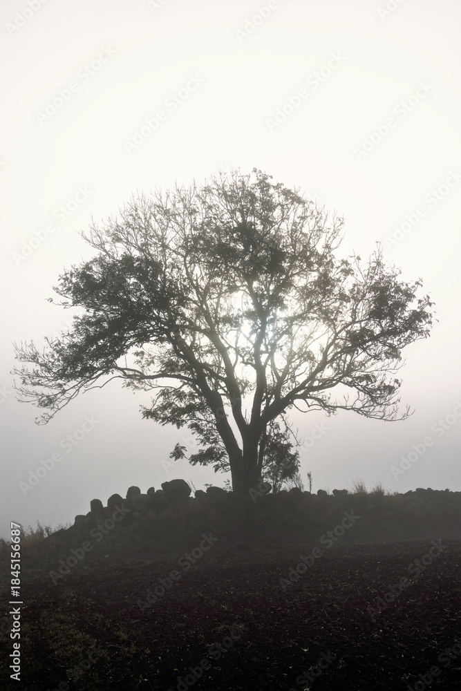 Obraz premium Leafless tree in silhouette with the sun shining through the branches in the countryside