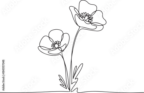 Poppy flowers in continuous line art drawing style. Doodle floral border with two flowers blooming among grass tulip, flower, continuous, vignetting, botanical