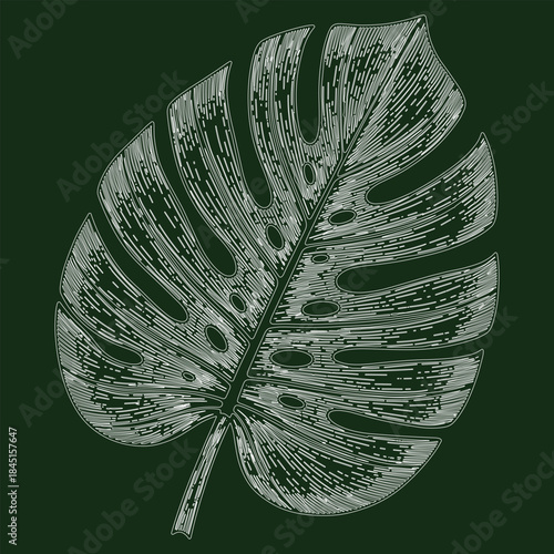 white outline illustration of a monstera deliciosa leaf on a dark green background.