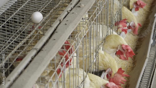 Unlocking the Secrets of Egg Production in India