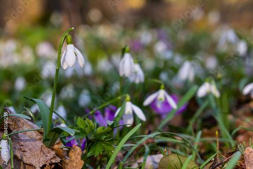 White snowdrop flowers. Galanthus blossoms illuminated by the sun in the green blurred background, early spring. Galanthus nivalis bulbous, perennial herbaceous plant in Amaryllidaceae family