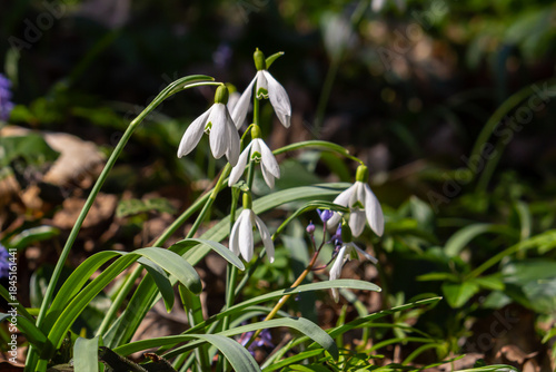White snowdrop flowers. Galanthus blossoms illuminated by the sun in the green blurred background, early spring. Galanthus nivalis bulbous, perennial herbaceous plant in Amaryllidaceae family