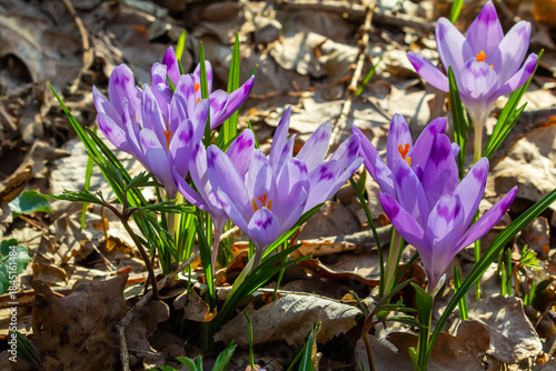 Close up detail with a Crocus heuffelianus or Crocus vernus spring giant crocus. purple flower blooming in the forest