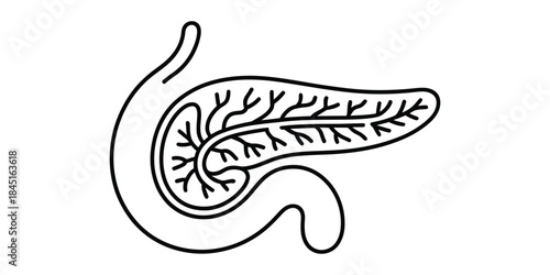Continuous line drawing of human pancreas anatomy Vector, illustration
