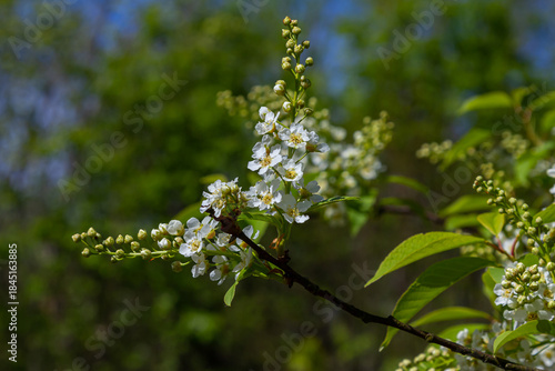 Selective focus photo. Bird cherry tree , Prunus padus blooming
