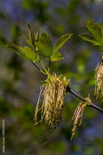 The ash-leaved maple Acer negundo flowers in early spring, sunny day and natural environment, blurred background