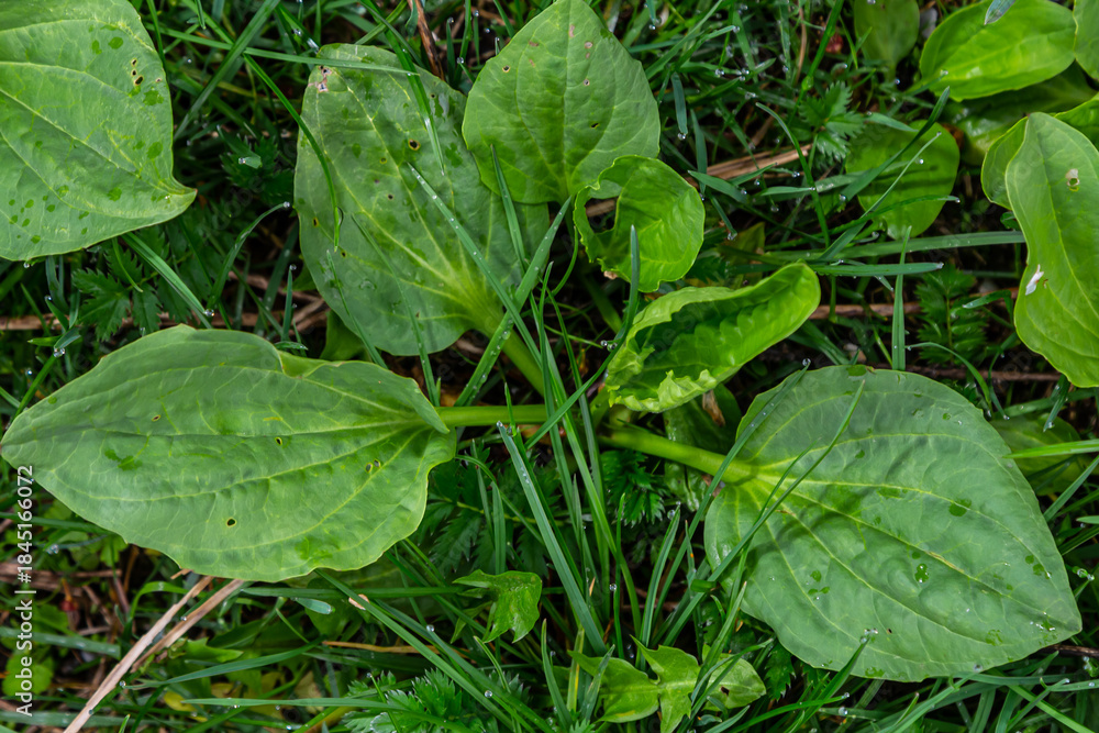 Obraz premium Greater Plantain, Waybread Plantago major tree and Thailand herb has medicinal properties in Common Plantain