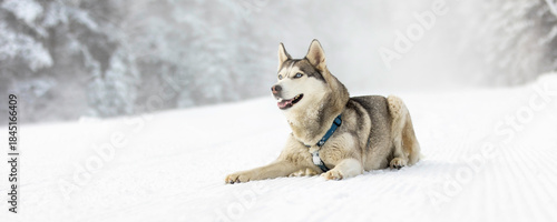 Purebred Husky dog portrait, lying down in snow and smiling