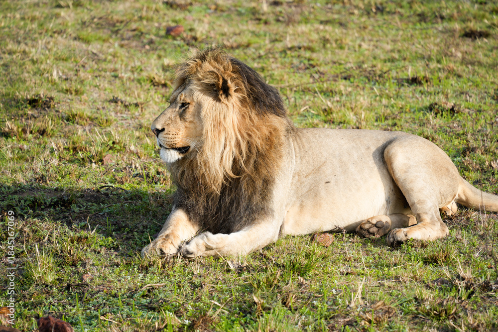 Naklejka premium Relaxed lion resting peacefully in the sunny African plains, capturing the serene beauty of nature and wildlife.