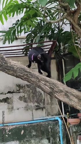 The black cat climbed up a tree to sharpen its claws. The black cat is sharpening its claws on a branch.