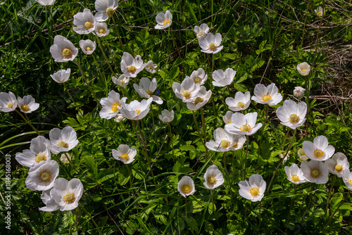 Anemonoides sylvestris Anemone sylvestris, known as snowdrop anemone or snowdrop windflower, is a perennial plant flowering in spring