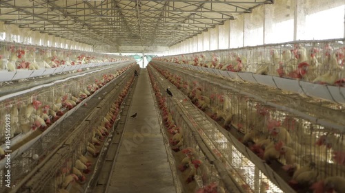 Investing in Modern Chicken Farming - A Journey Through High-Tech Poultry Units