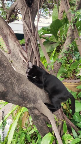 Four black cats climbed up a large tree. Four black cats are climbing a tree and playing on a branch.