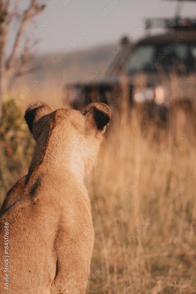 custom made wallpaper toronto digitalLioness Watching Safari Vehicle in the Savannah
