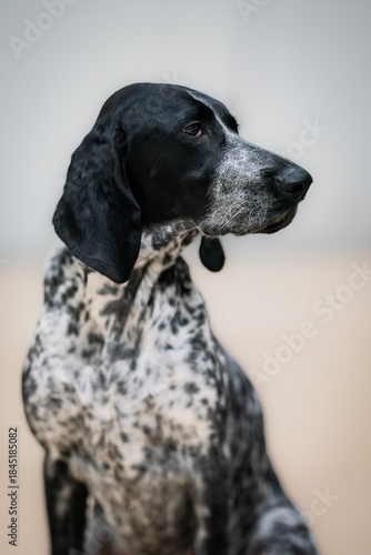 German Shorthaired Pointer black and white portrait of dog