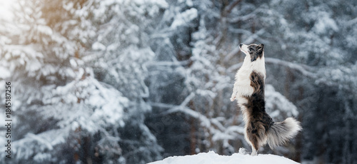Fotografie Blue merle Border Collie dog doing trick sitting on hind legs in winter forest w