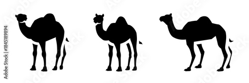 Camel Silhouette Vector Collection