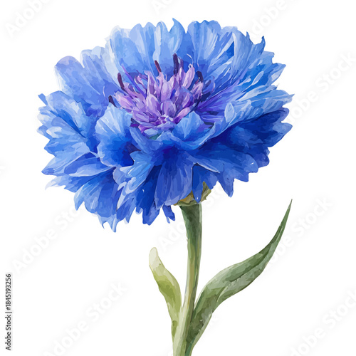Watercolor Cornflower vector, artistic painting style, high-resolution illustration on a pure white background.