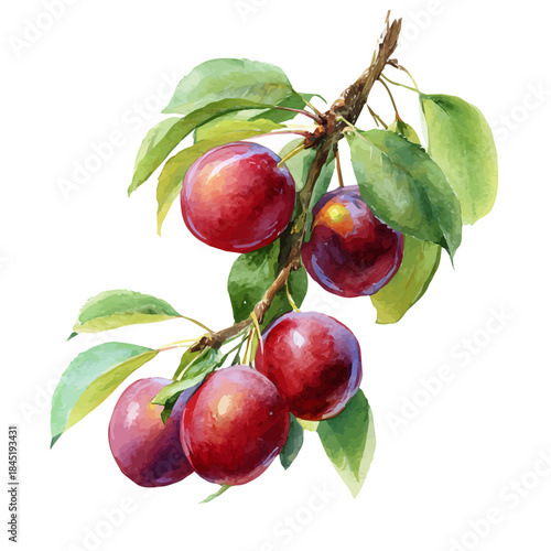 Watercolor Plum Tree vector, artistic painting style, high-resolution illustration on a pure white background.