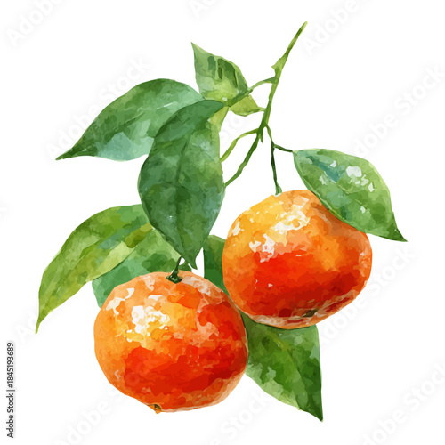 Mandarin watercolor vector, hand-painted style, high-quality illustration isolated on white background.