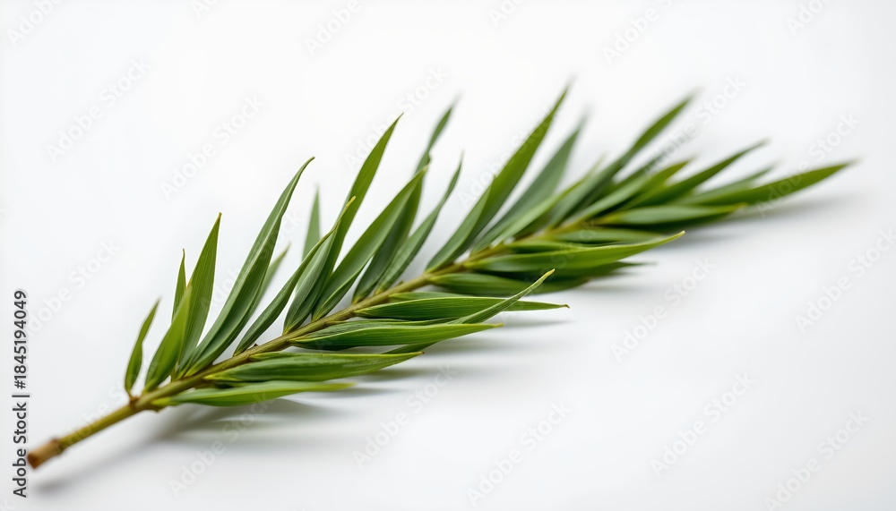 Fototapeta premium A single sprig of evergreen with small green needles.