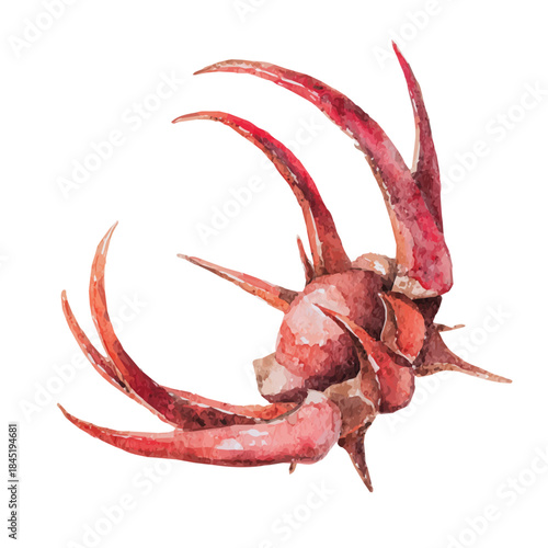 Devils Claw watercolor vector illustration, high-quality artwork isolated on a pure white background.