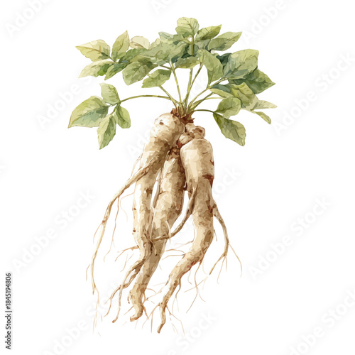 Yashtimadhu watercolor vector illustration, high-quality artwork isolated on a pure white background.