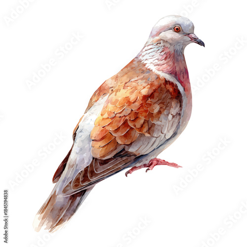 Dove watercolor vector illustration, high-quality artwork isolated on a pure white background.