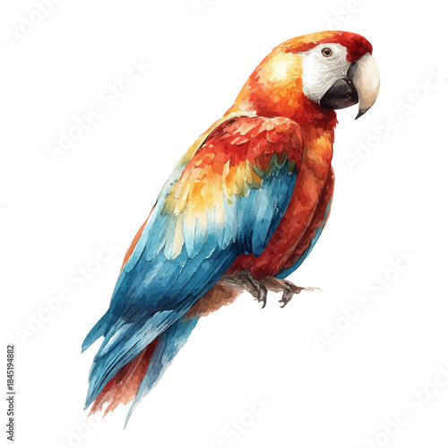 Parrot watercolor vector illustration, high-quality artwork isolated on a pure white background.