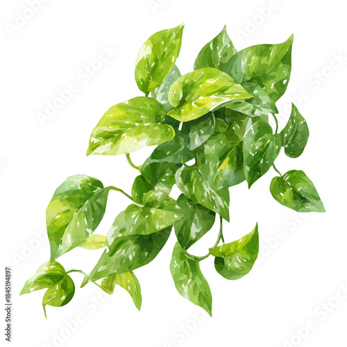 Pothos watercolor vector illustration, high-quality artwork isolated on a pure white background.