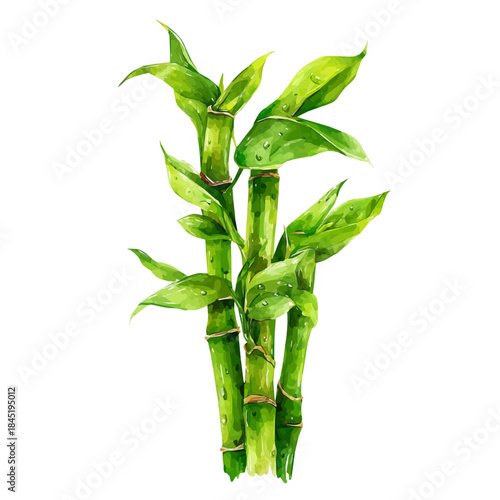 Lucky Bamboo watercolor vector illustration, high-quality artwork isolated on a pure white background.