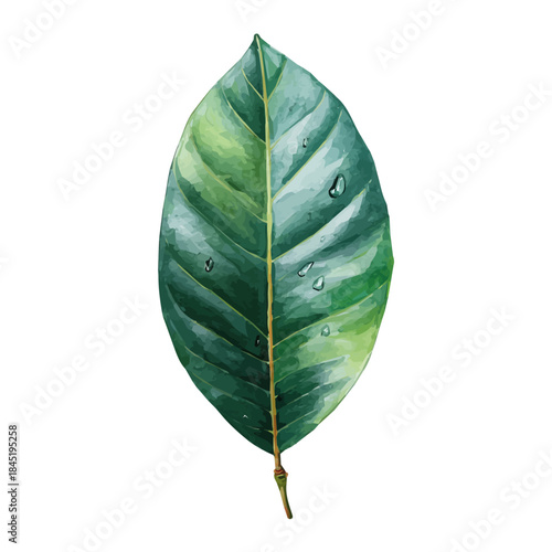 Stylized watercolor Rubber Tree Leaf vector, modern artistic illustration with high-quality details on a pure white background.