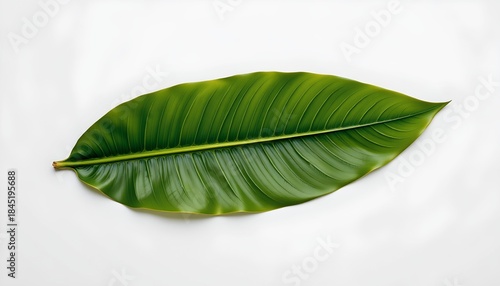 A single, vibrant green leaf with prominent veins, set against a plain white background.
