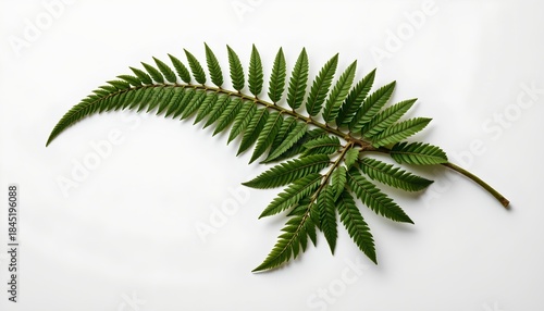 A single fern leaf with its delicate fronds extending outward, exhibiting a naturalistic gradient of green hues that suggests freshness. The leaf is centrally positioned against a plain background.
